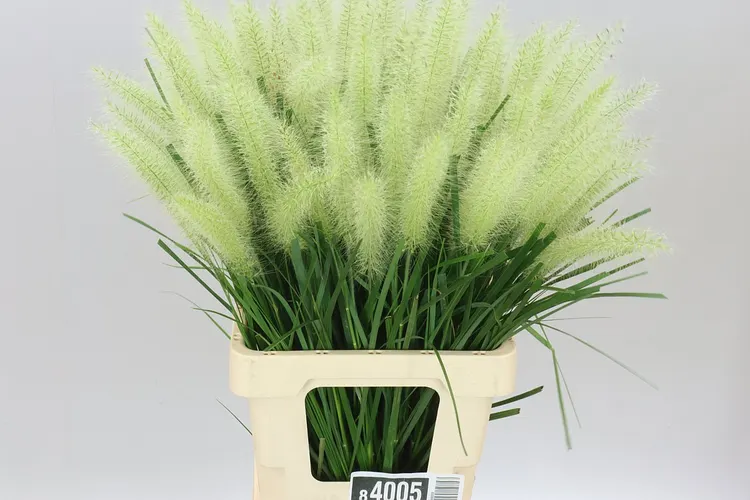 Pennisetum Blondi 65 cm
