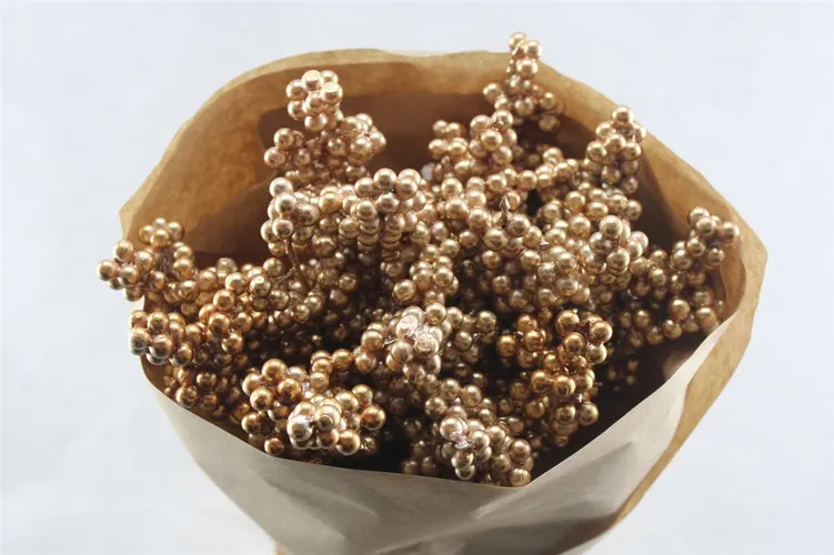 Ilex Gold X15, sušené 50 cm