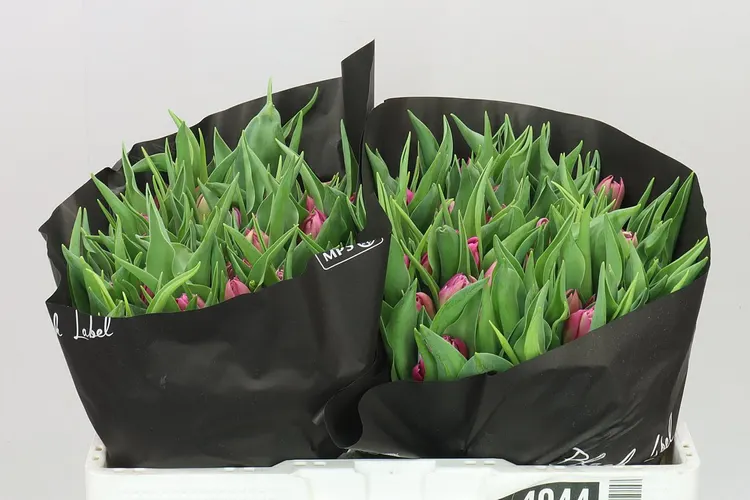 Tulipa Du Double Princess 36 cm