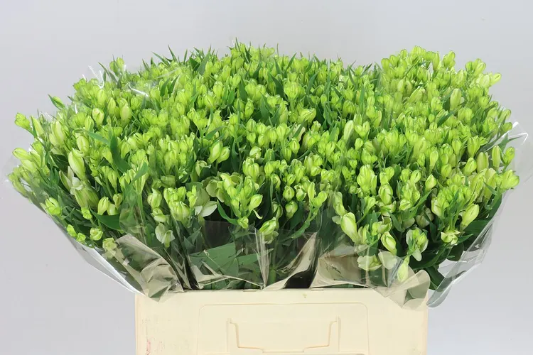 Alstro White Pearls 60 cm