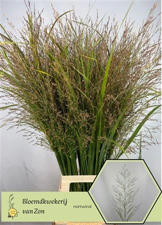 Panicum Vi Northwind 100 cm