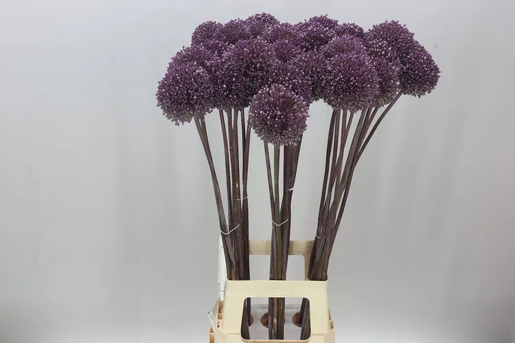 Allium Summer Drummer 90 cm