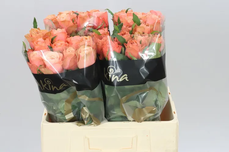 Rosa Gr Kahala 60 cm