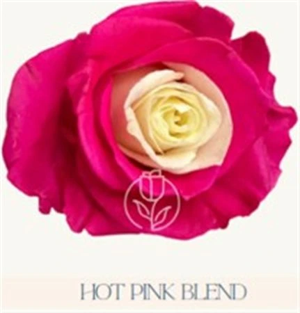 Ruža farbená Hot Pink Blend, Ekvádor 50 cm