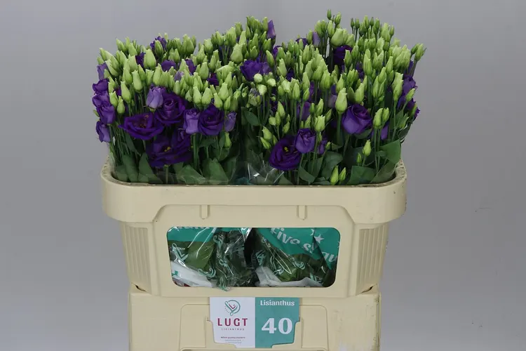 Eust Du Rosita Blue 72 cm