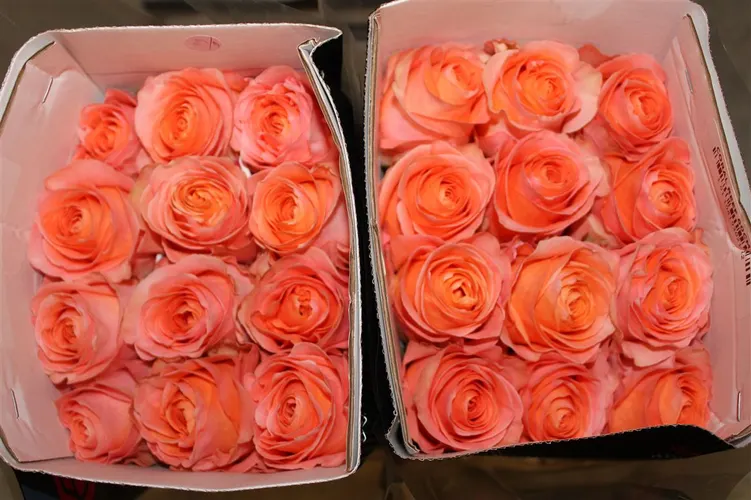 Rosa Gr Ec Coral Reef 40 cm