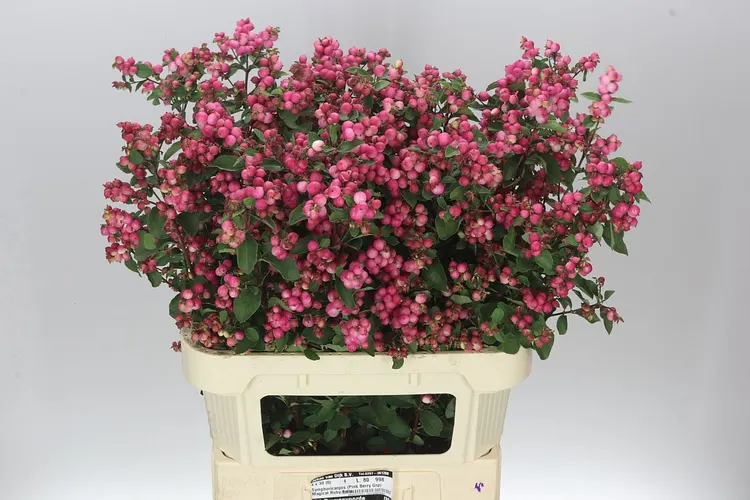 Symph Mag Ruby Fall 80 cm