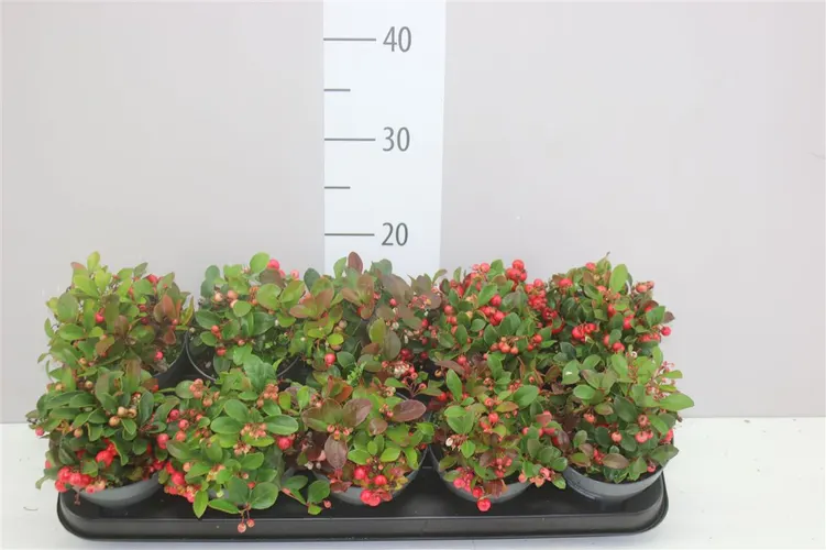Gaultheria Pro Big Berry črepník 12 cm