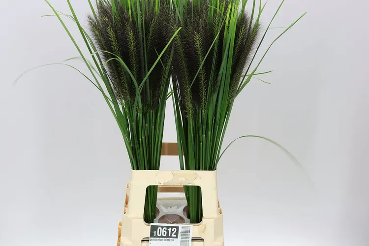 Pennisetum Black Fox 70 cm