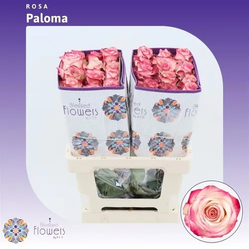 Rosa Gr Ec Paloma 50 cm