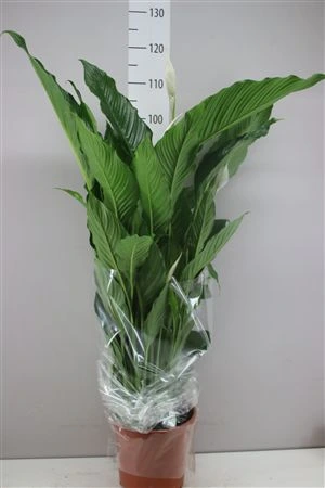 Lopatkovec Sweet Sebastiano črepník 24 cm