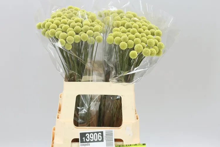Craspedia 60 cm