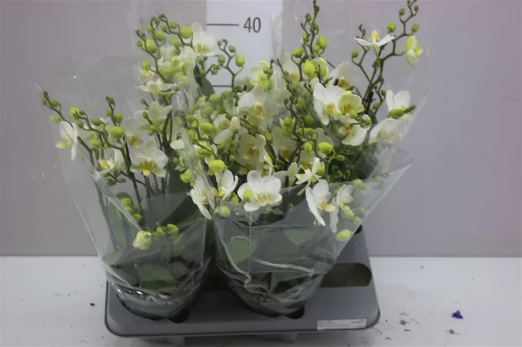 Phal Bellissimo Wit črepník 15 cm