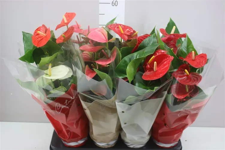Anth An Gemengd črepník 14 cm