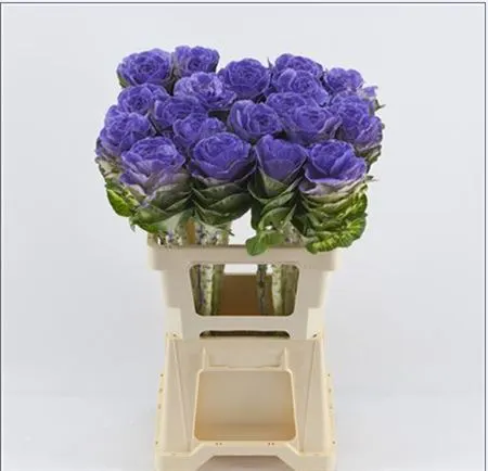 Brassica Painted Lilac 60 cm