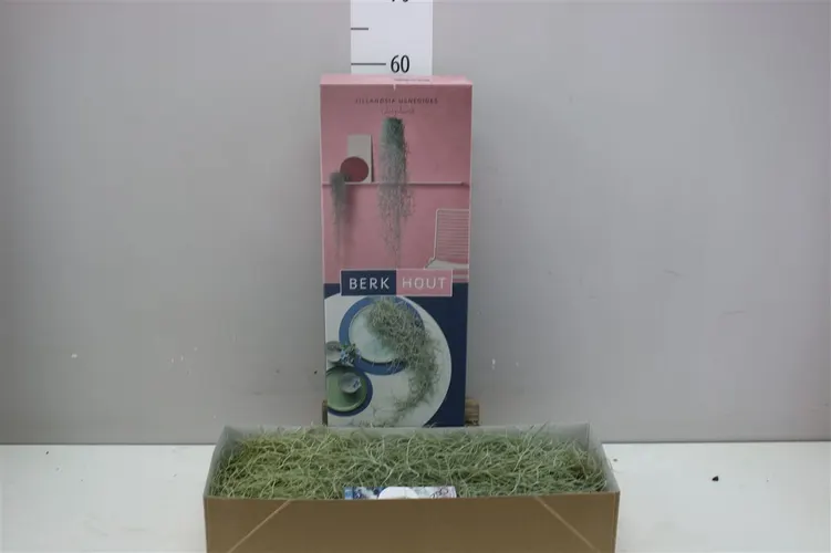 Tillandsia Usneoides 100cm
