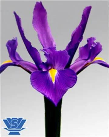 Iris Hong Kong 60 cm