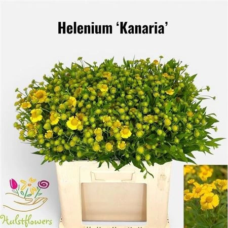 Helenium Kanaria 60 cm