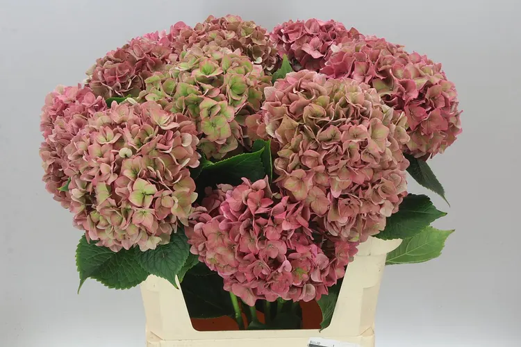 Hortenzia Rodeo Purple Classic 80 cm