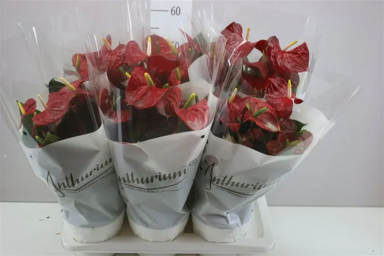 Antúrium Coral Champion črepník 17 cm