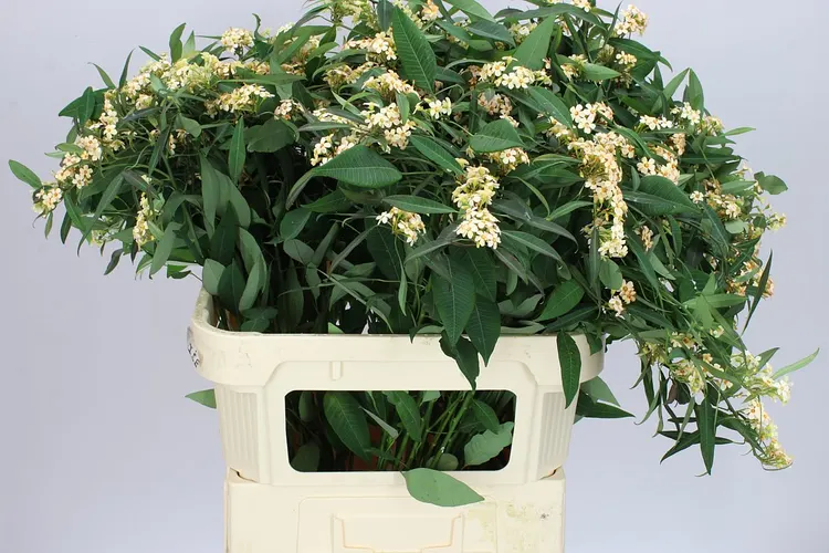 Euphorbia F T Salmonette 75 cm