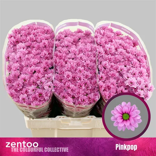 Chryzantéma santini Pink Pop 55 cm
