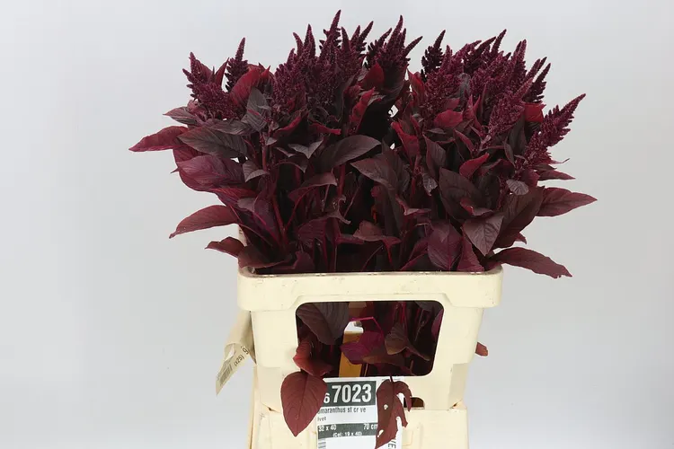 Amarant St Cr Velvet 70 cm