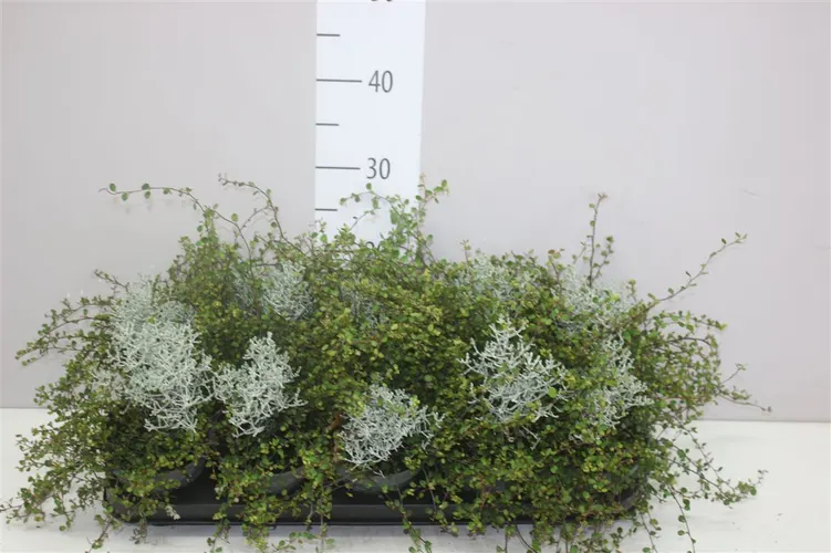Calocephalus/muehlenbeckia črepník 12 cm