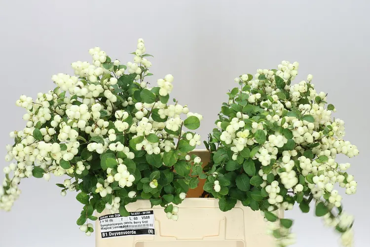 Symph Lemon Lime 60 cm
