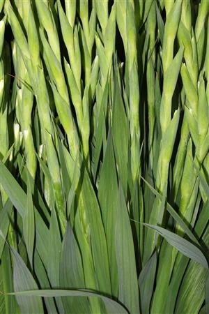 Gladiola Serena 120 cm