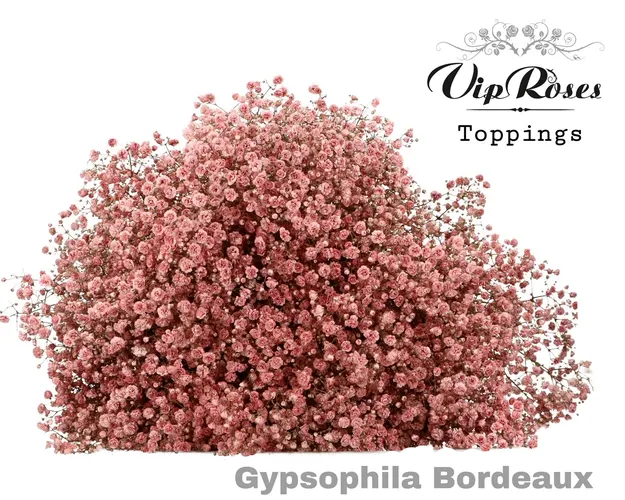 Gyps Pa Bordeaux 80 cm