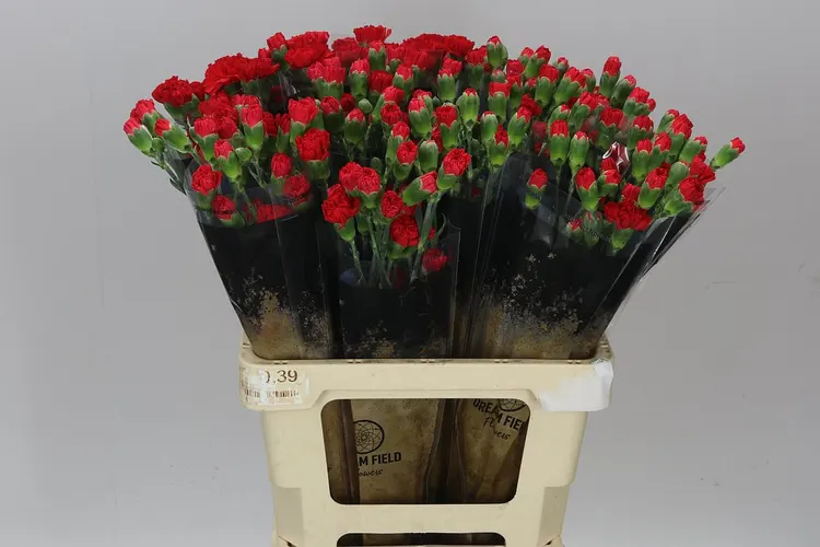 Di Tr Red 60 cm