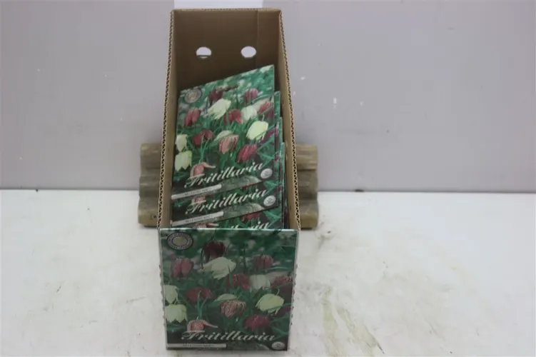Bol Frittelaria Meleagris mix X15