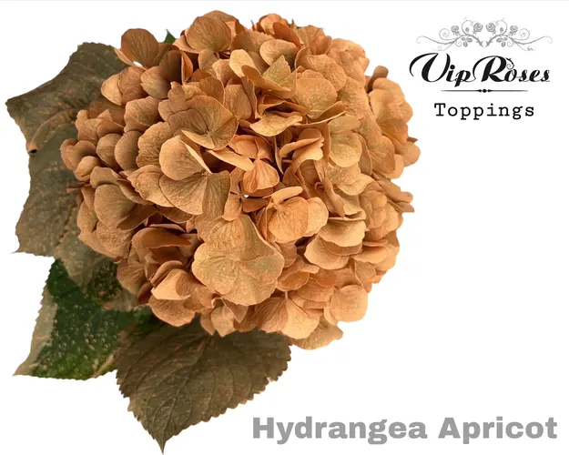 Hortenzia Apricot 80cm 80 cm