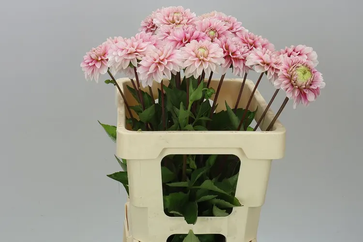 Dahlia Cranberry Twist 50 cm