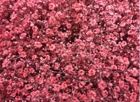 Gyps Million Star Painted Pink