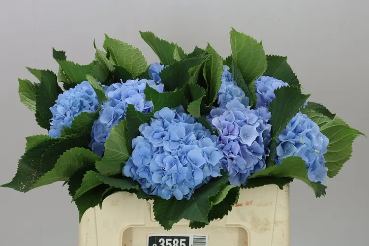 Hyd Verena Blue Pale 50 cm