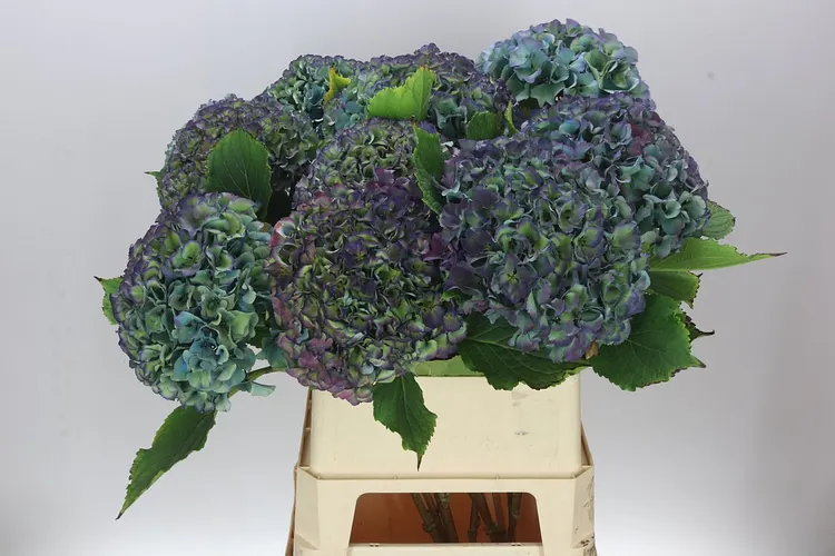 Hortenzia Parade Classic 90 cm