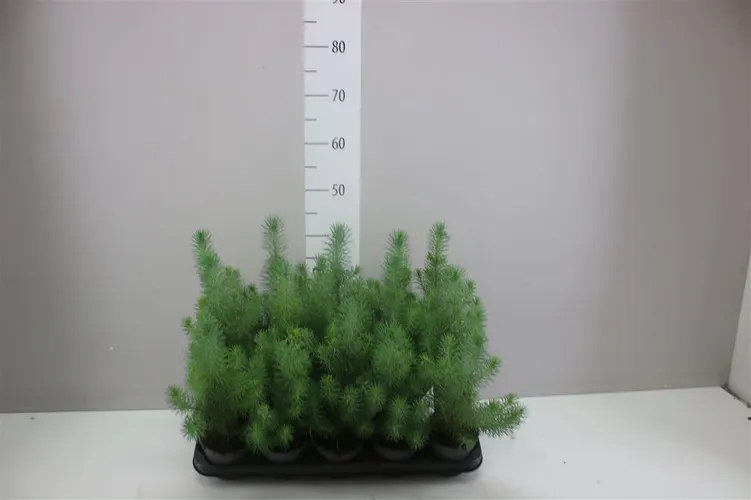 Pinus Silver Crest črepník 10,5 cm