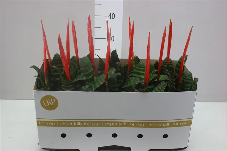 Vriesea Era črepník 9 cm