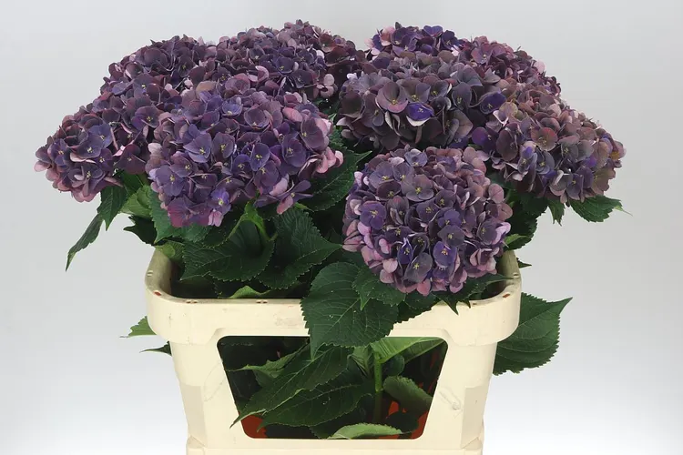 Hydrangea Mon Amour Purple Classic 80 cm