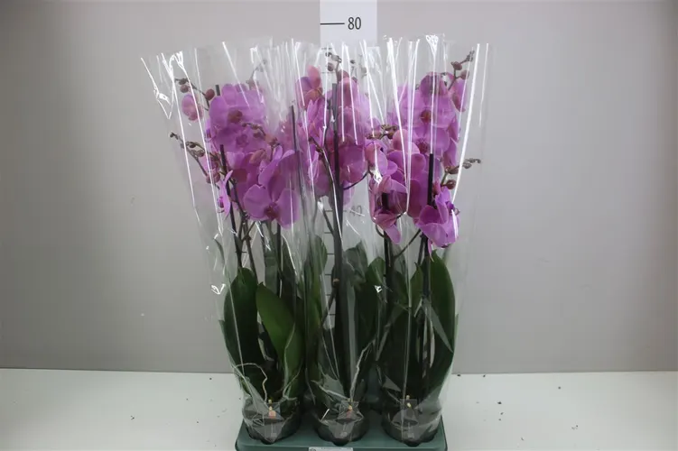 Orchidea Phalaenopsis Orlando, 2 výhony črepník 12 cm