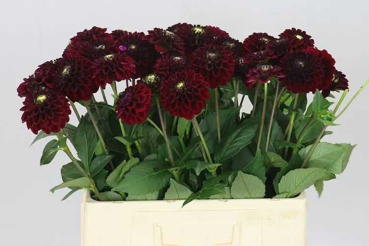 Dahlia Black Fox Ex 60 cm