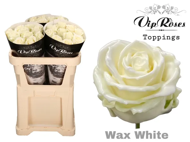 Ruža Wax White X30 998 70 cm