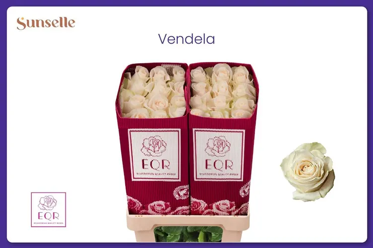 Rosa Gr Ec Vendela 50 cm