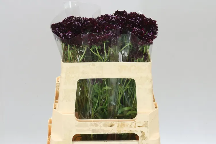 Scabiosa Atr Blackberry Scoop 55 cm
