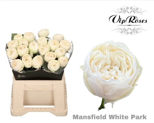 R Gr Mansfield White Park 40 cm