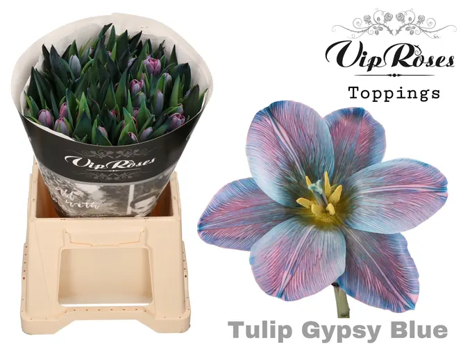 Tu En Gypsy Blue 40 cm