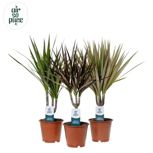 Dracaena Gemengd 1 Stam črepník 12 cm
