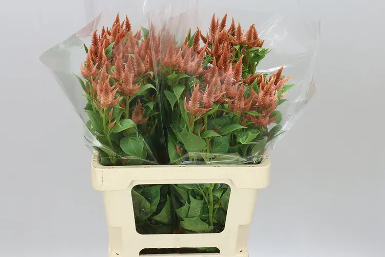 Celosia Sp Celway Terracotta 60 cm